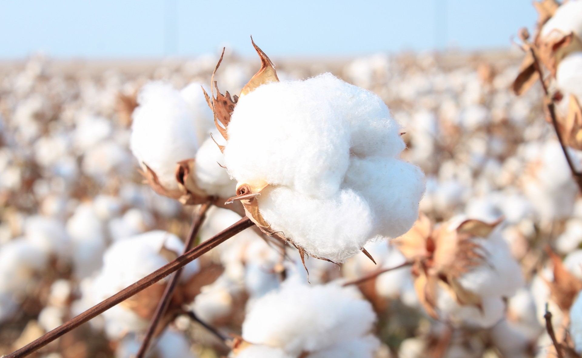 Cotton Plant